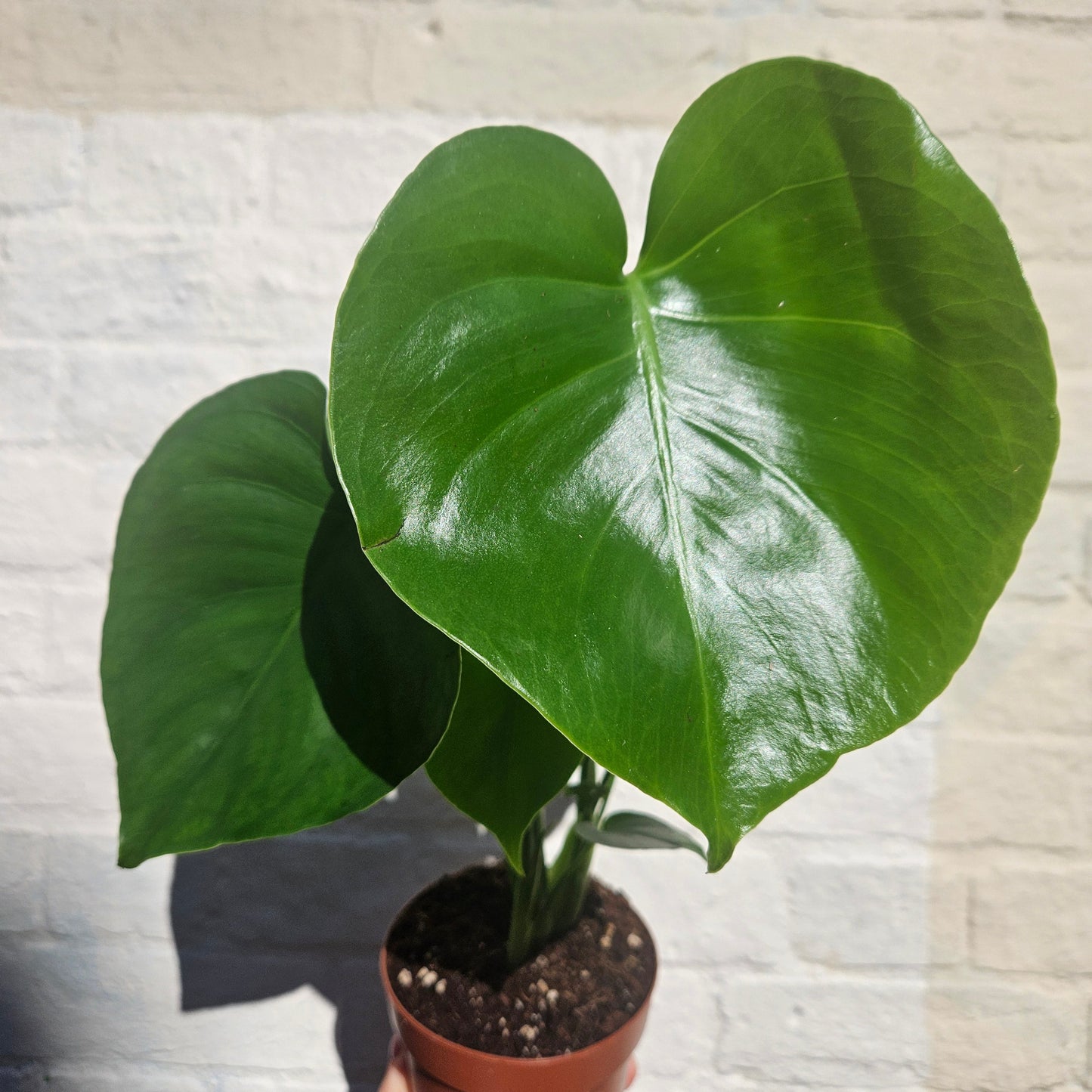 Monstera deliciosa 'Tauerii' (Dwarf Cheese Plant)