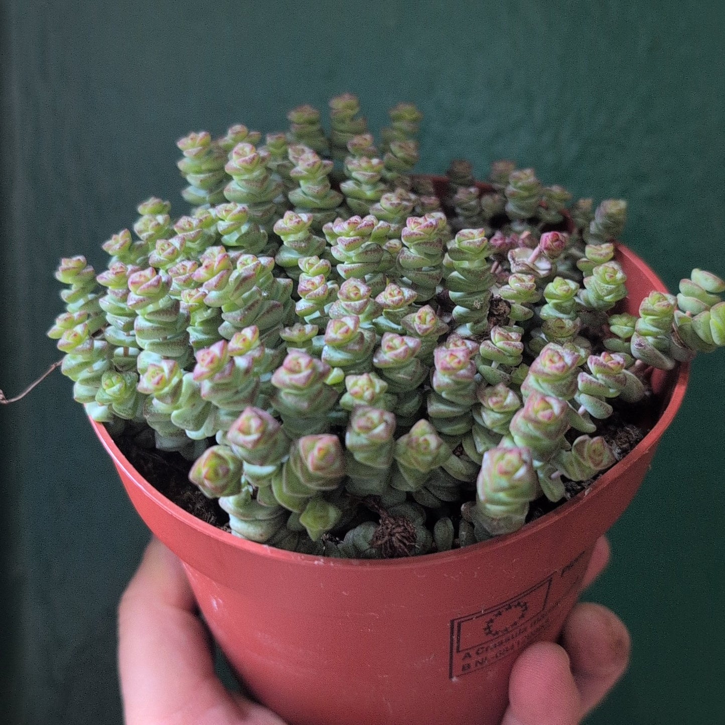 Crassula marnieriana (Jade Necklace)