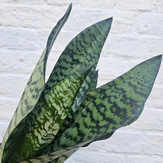 Sansevieria trifasciata 'Zeylanica' (Snake Plant)