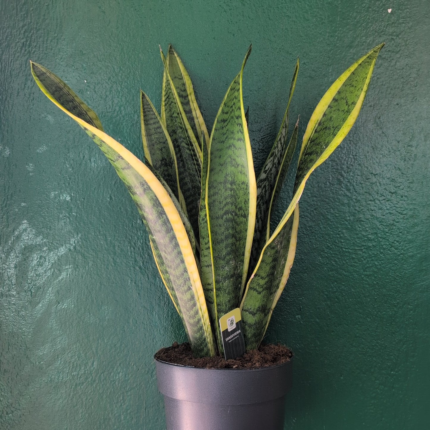 Sansevieria trifasciata 'Laurentii' (Snake Plant)