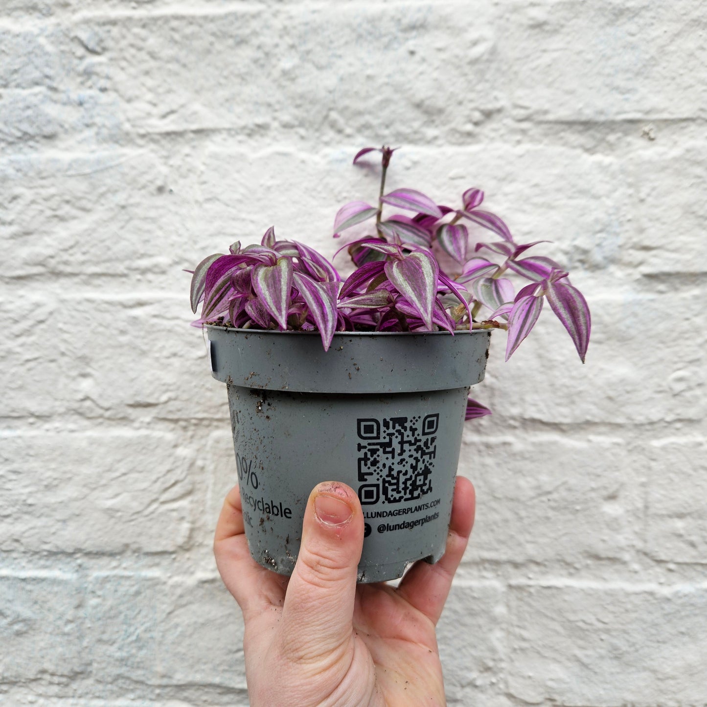 Tradescantia 'Pink paradise' (Inch plant/ Wandering Dude)