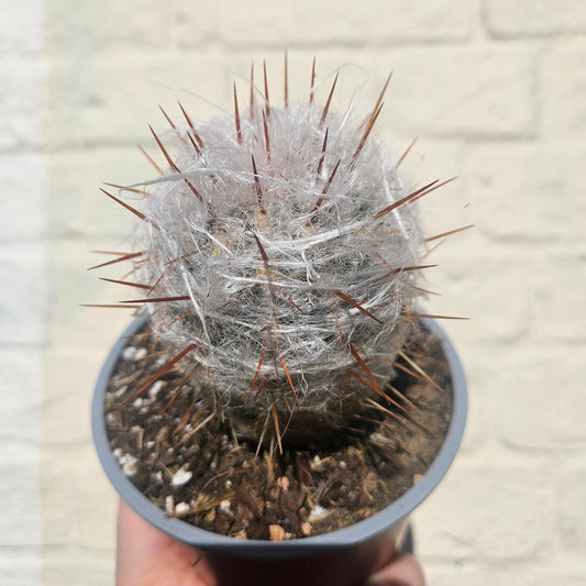 Oreocereus trollii (Old Man of the Andes)