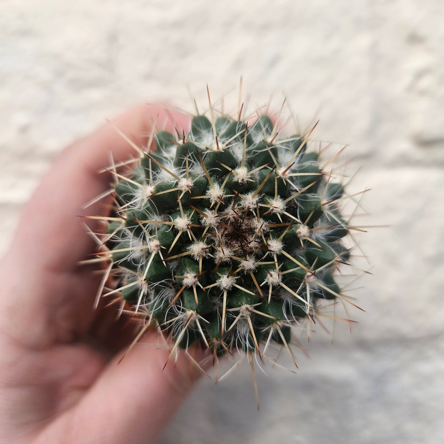 Mammillaria nejapensis (Owl Eye Cactus)