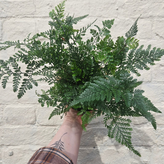 Humata tyermanii (White Rabbit Foots Fern)