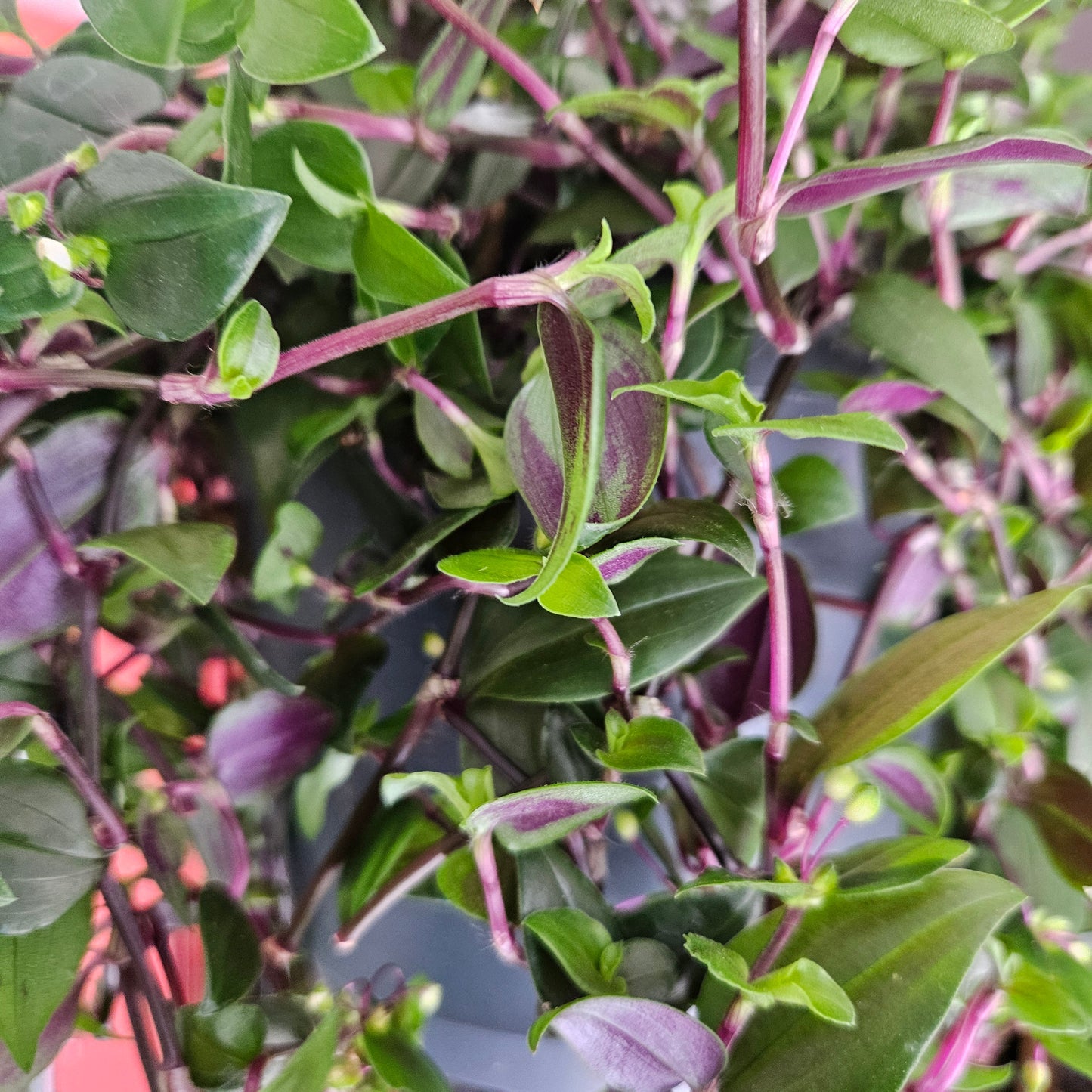 Tradescantia mundala 'Green Hill' (Inch Plant)
