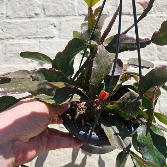 Rhipsalis elliptica (Flat Mistletoe Cactus)