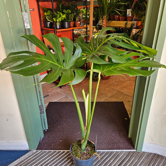 Monstera deliciosa 'Large Form' (Swiss Cheese Plant)