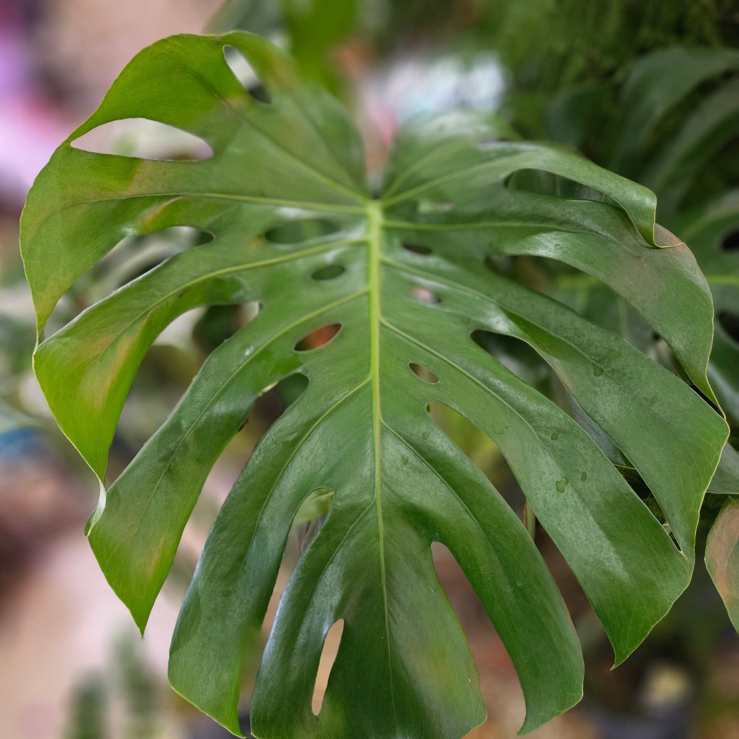 Monstera deliciosa 'Large Form' (Swiss Cheese Plant)