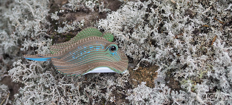 EUGY Stingray