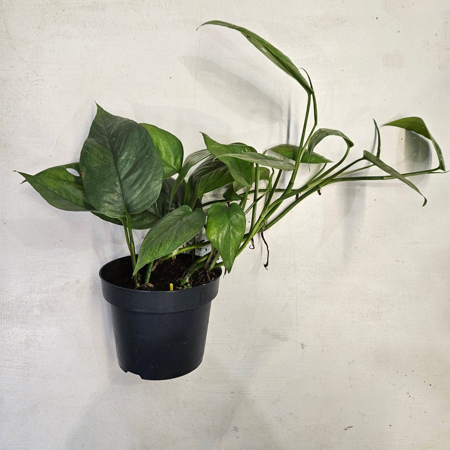 Epipremnum pinnatum 'Cebu blue' (Pothos)