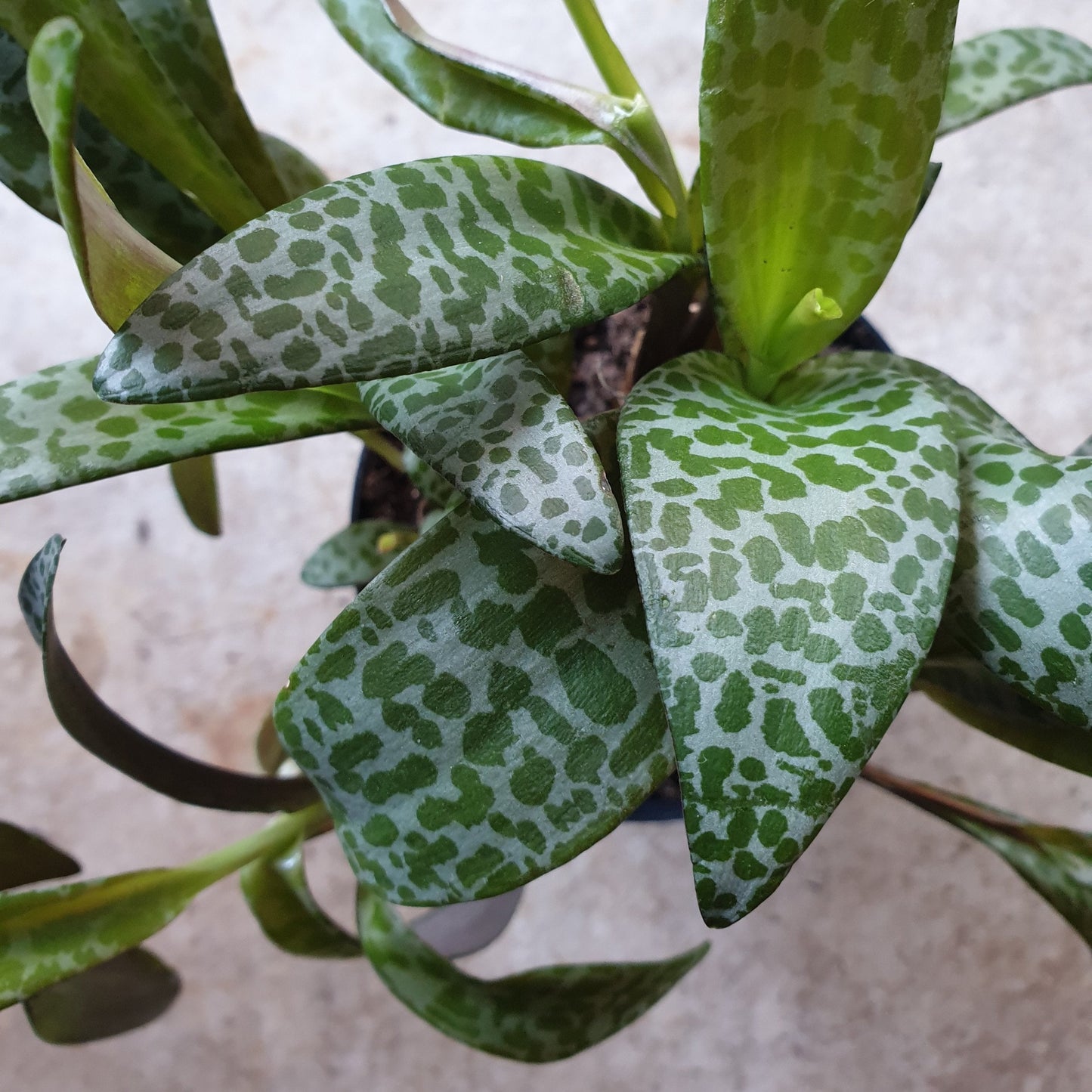 Ledebouria socialis (Leopard Lily)