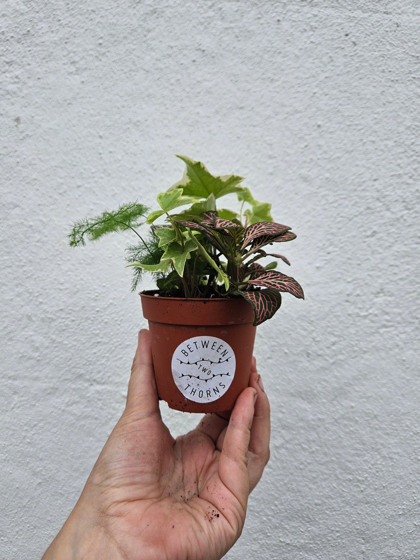 Mixed Terrarium Plants