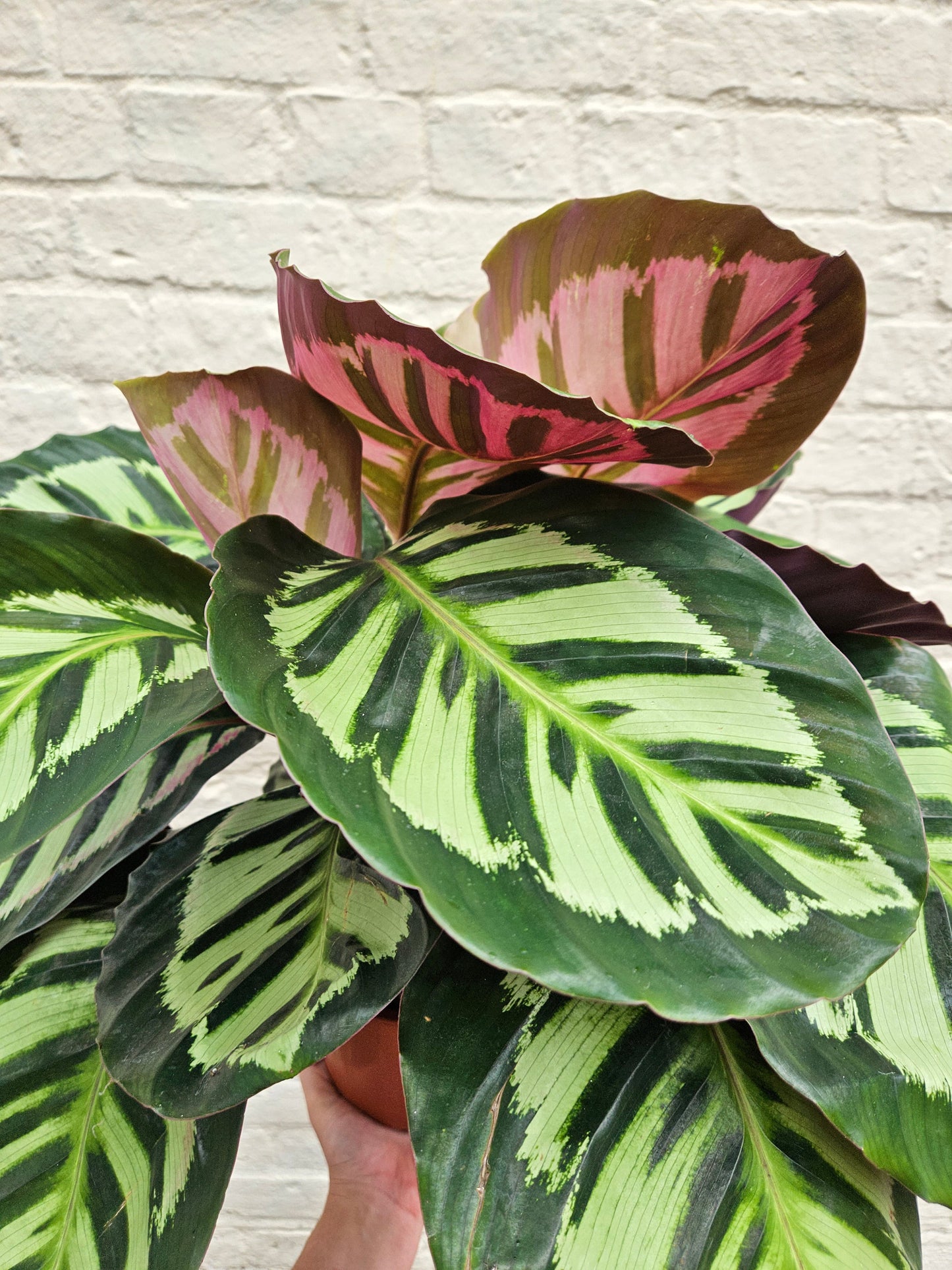 Calathea roseopicta 'Cora' (Prayer Plant)