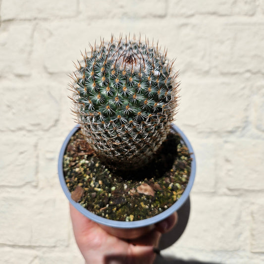 Mammillaria elegans (Pincushion cactus)