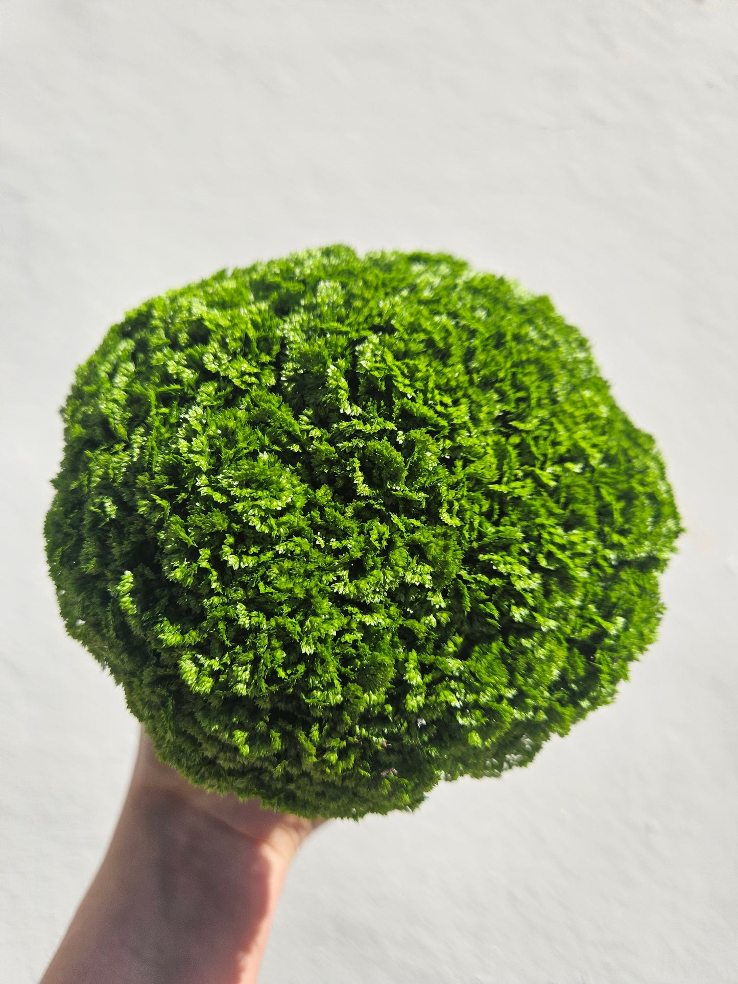 Selaginella apoda (Meadow Spikemoss)