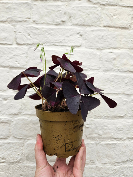 Oxalis triangularis (False Shamrock)