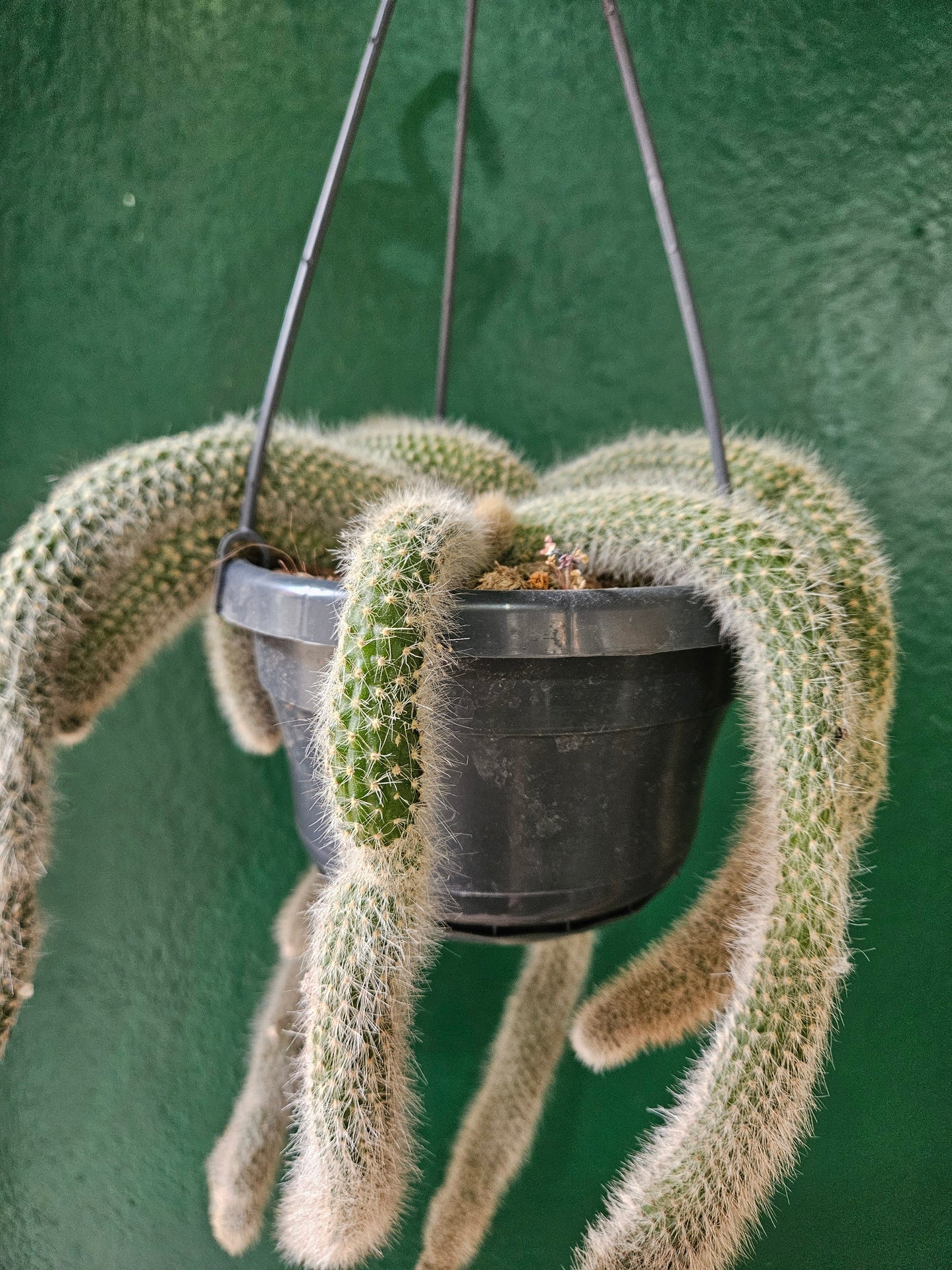 Cleistocactus colademononis (Monkey Tail Cactus)