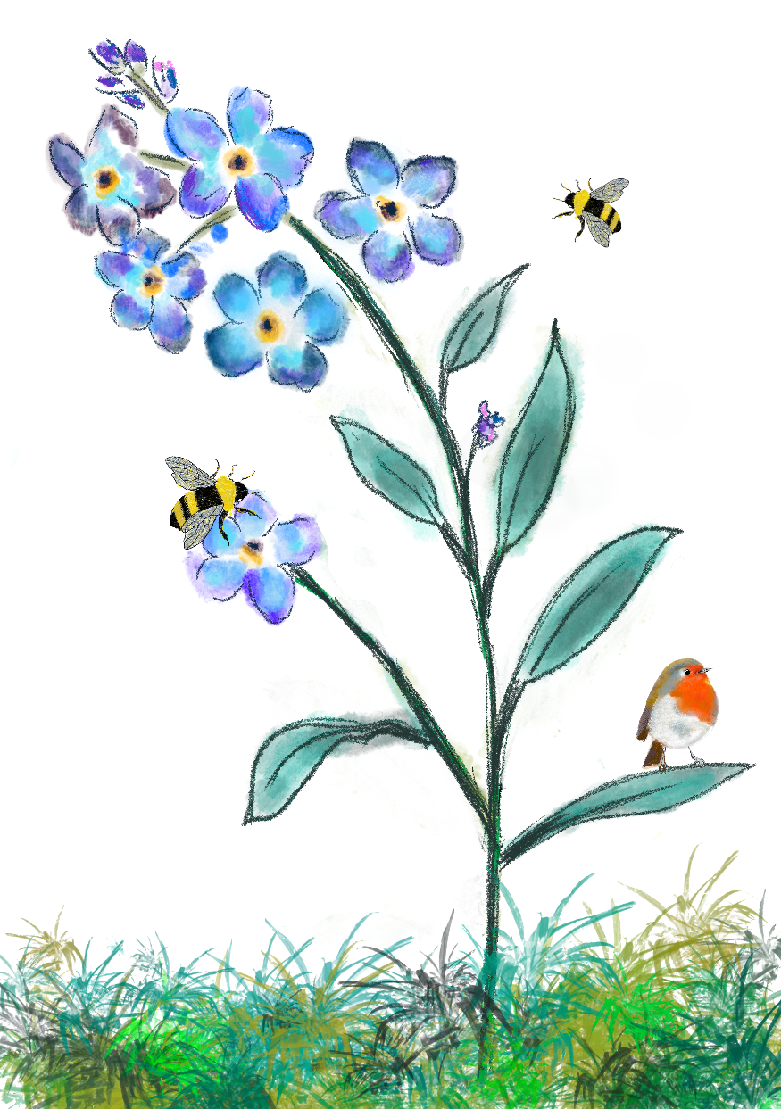 FORGET ME NOT WILDFLOWER PLANTABLE SEED GREETING CARD