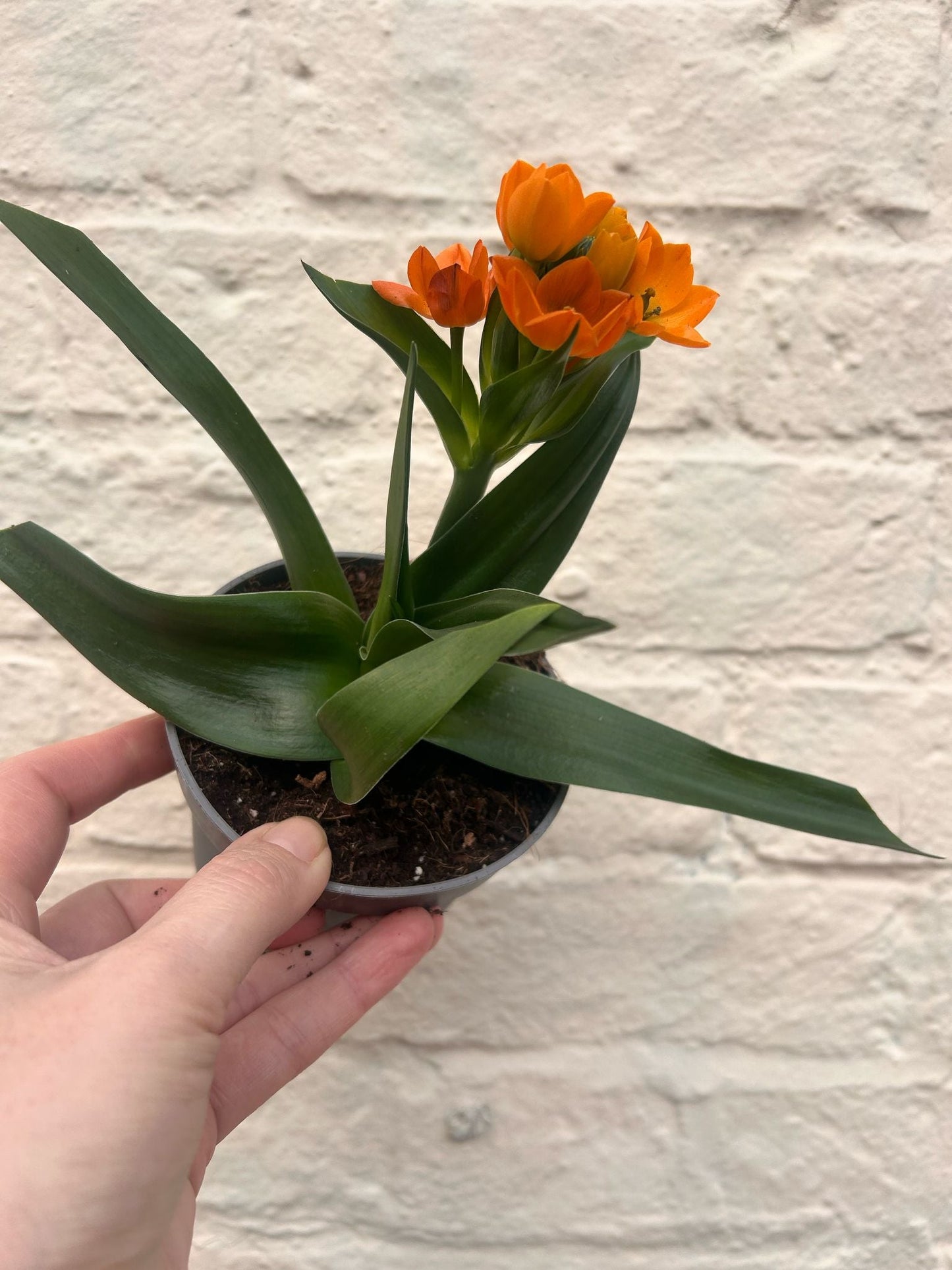 Ornithogalum dubium (Orange Star of Bethlehem)