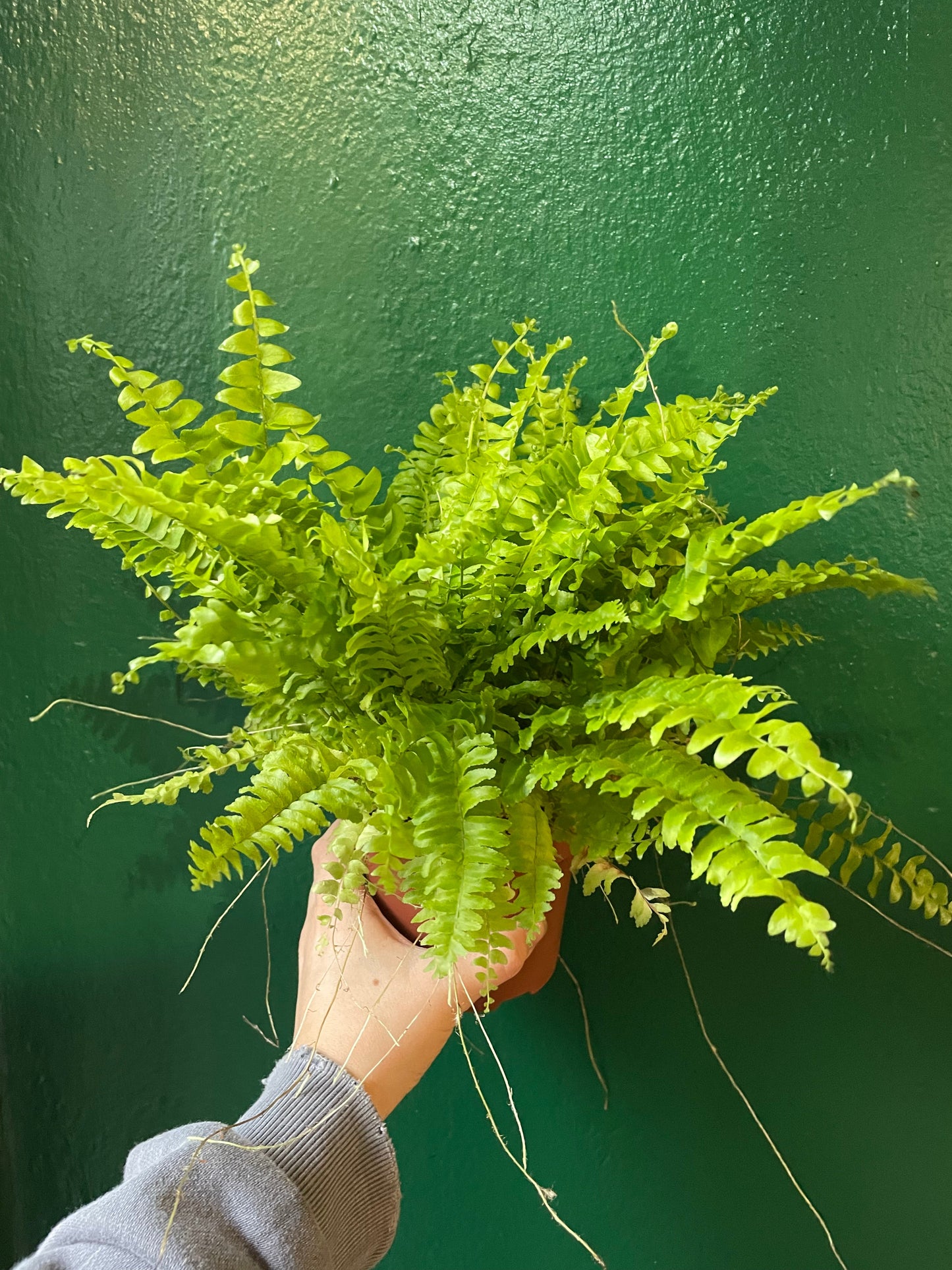 Nephrolepis Exaltata (Boston Fern)