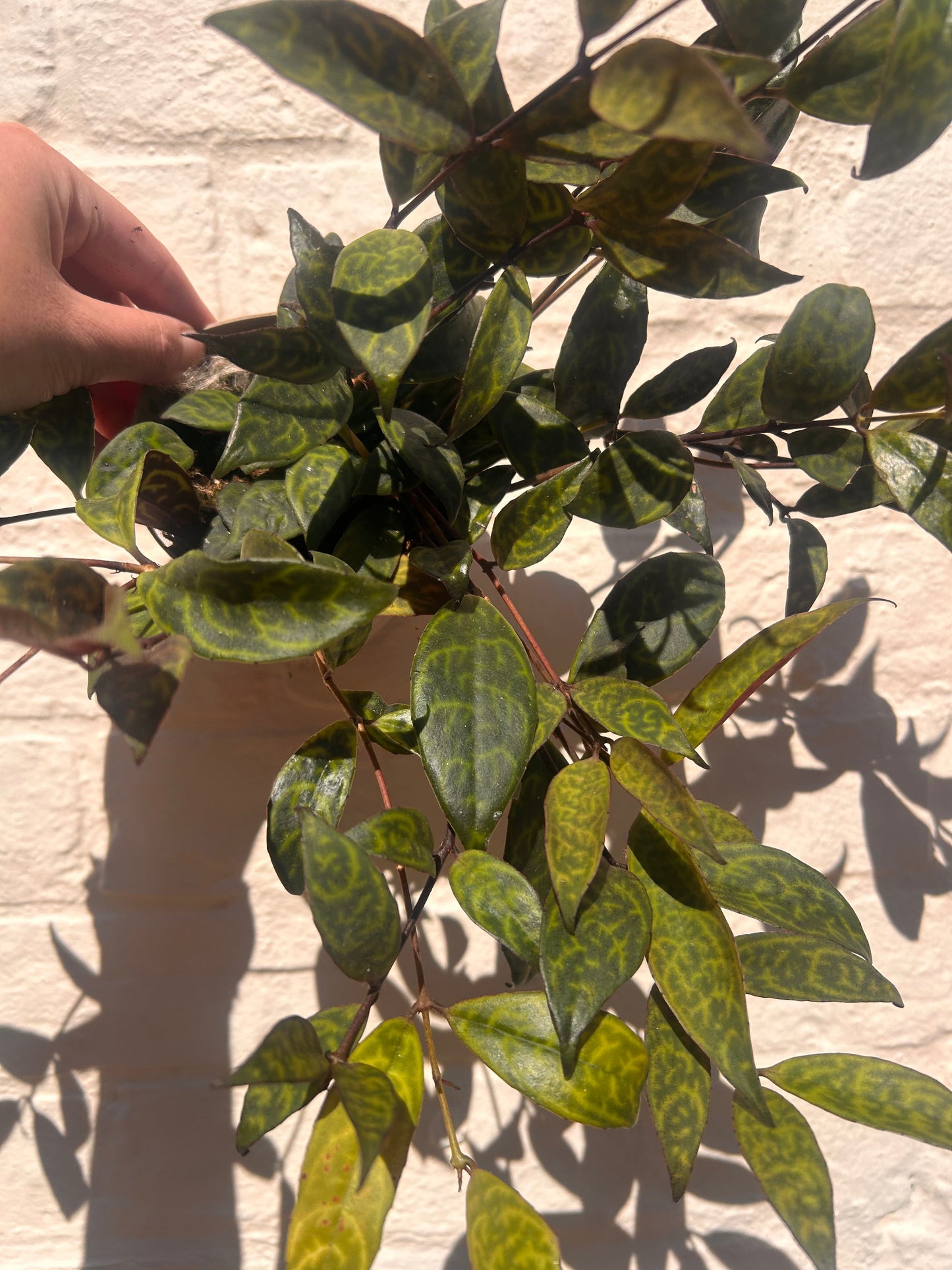 Aeschynanthus marmoratus (Lipstick plant)