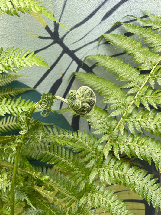 Dicksonia antarctica (New Zealand Tree fern)