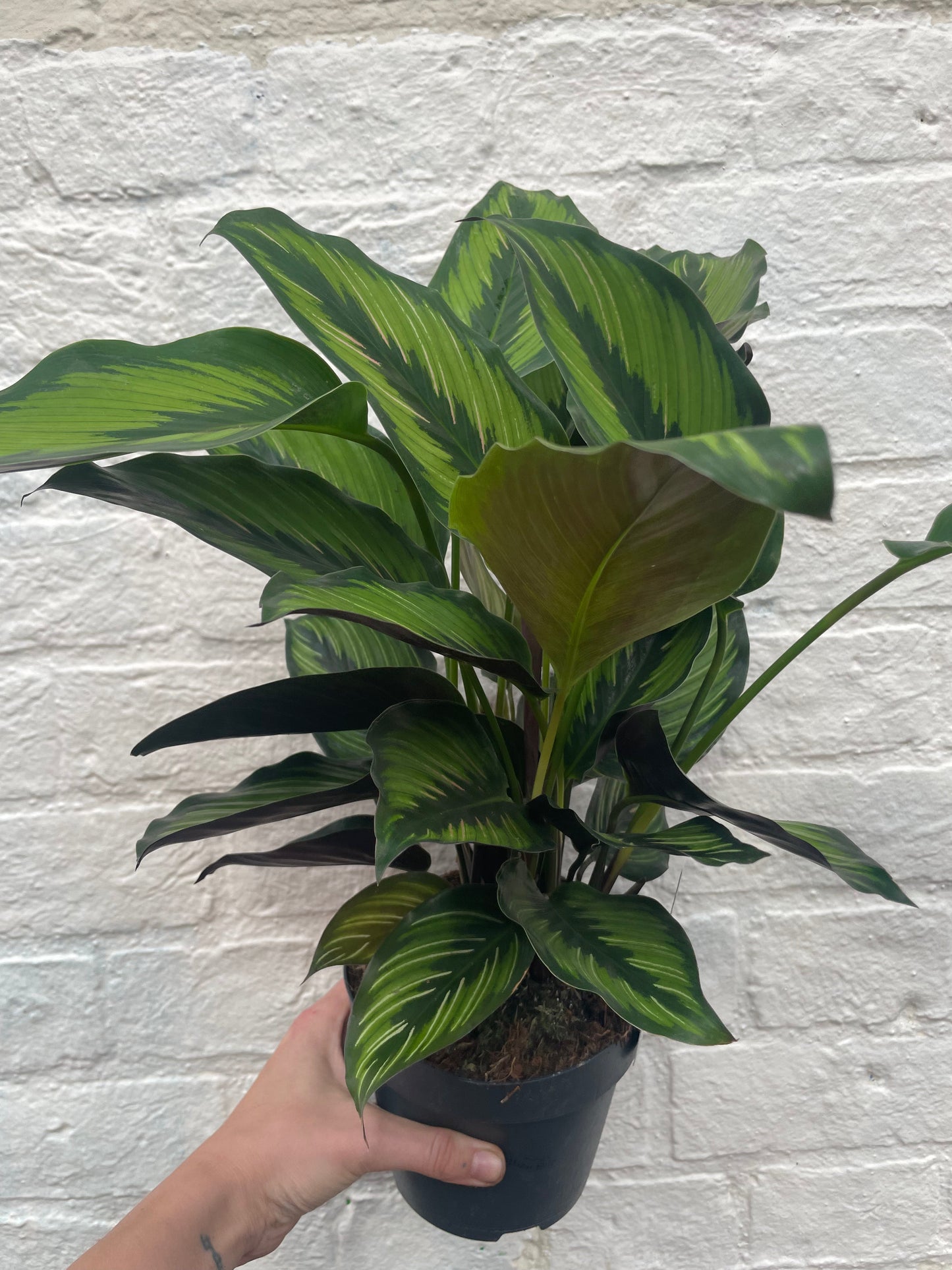 Calathea ornata 'Beauty Star' (Prayer Plant)