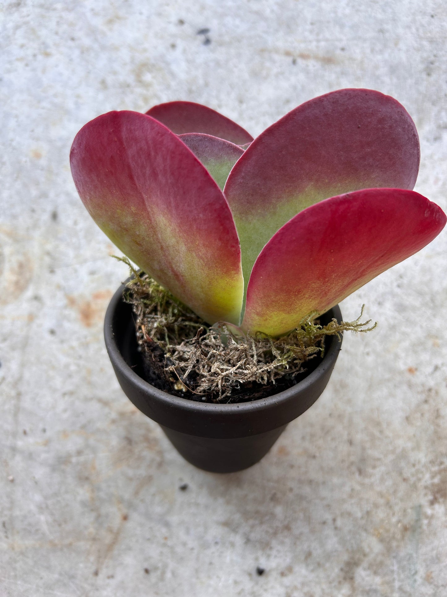 Kalanchoe thyrsiflora 'Red Lips'