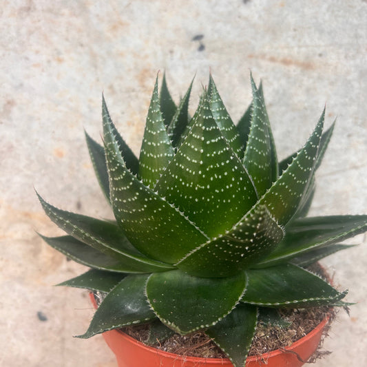 Aloe aristata 'Cosmo'
