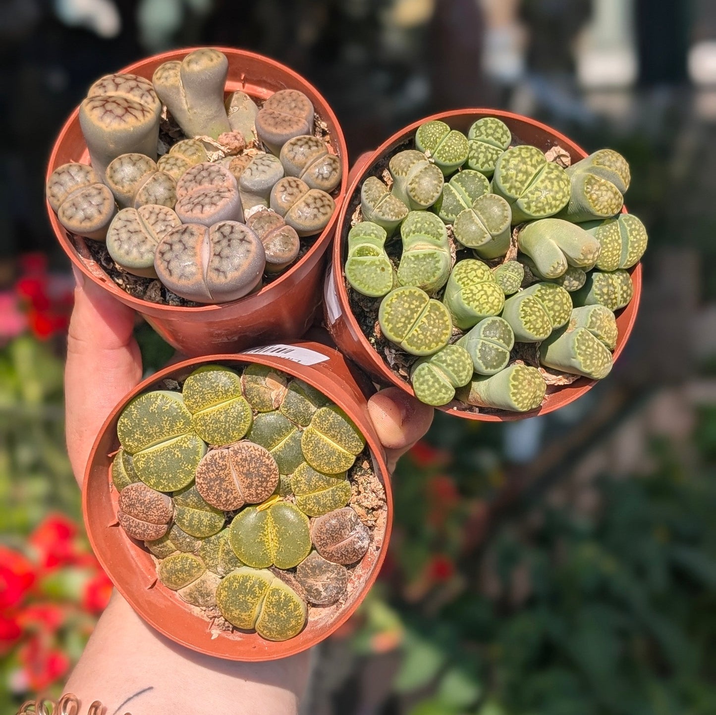 Lithops (Living Stones)