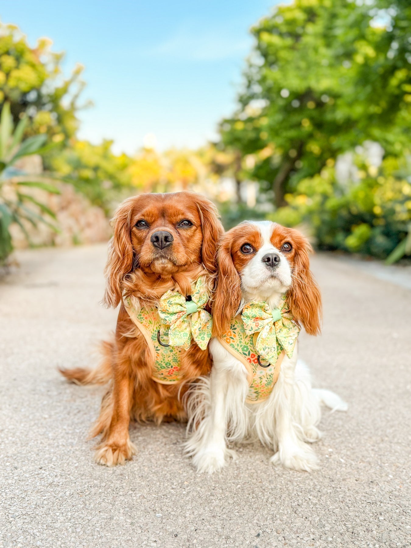 Wyld Cub - Dog Sailor Bow: Notting Hill Lemongrass