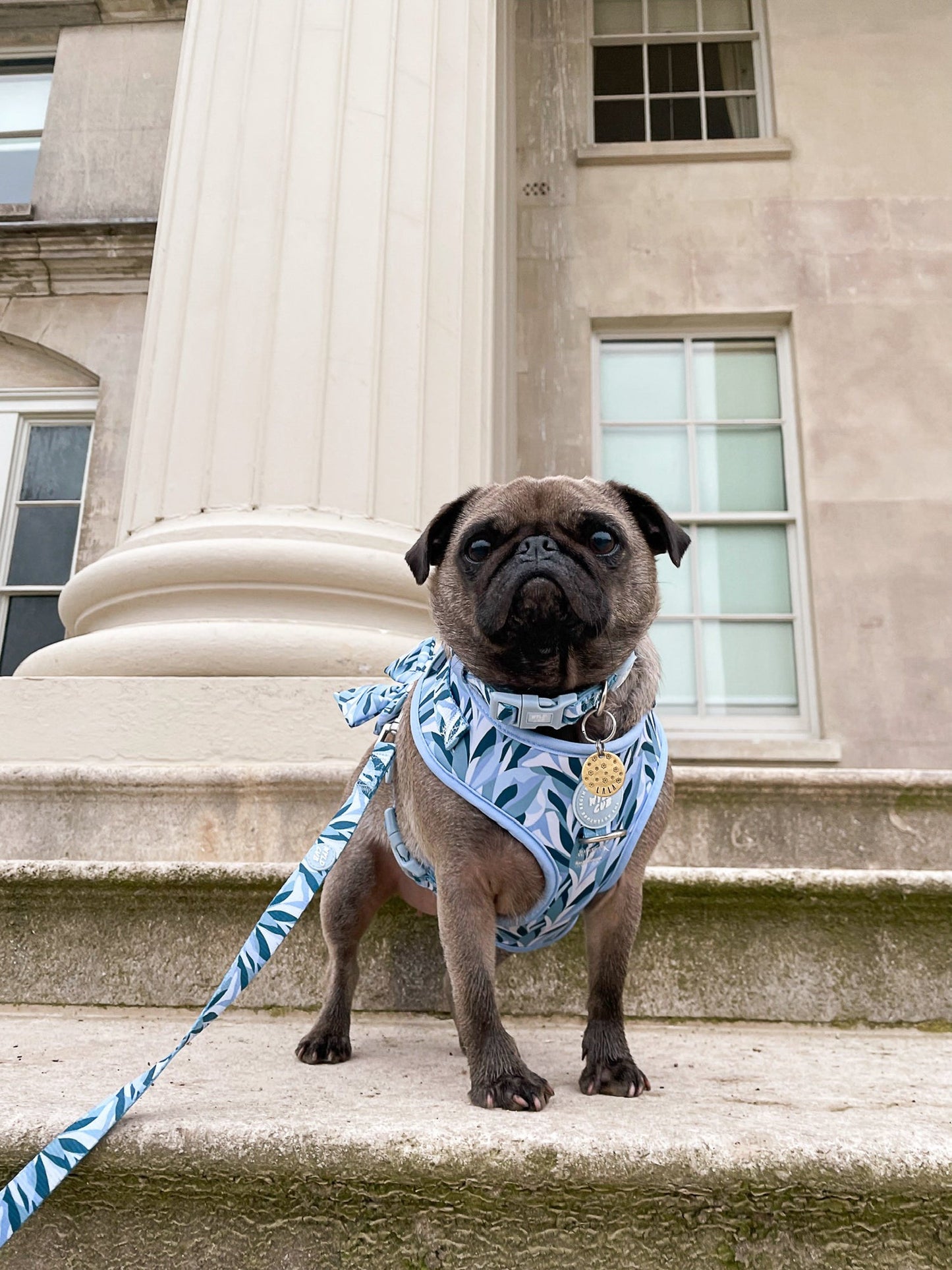 Wyld Cub - Dog Lead: Kew Celeste