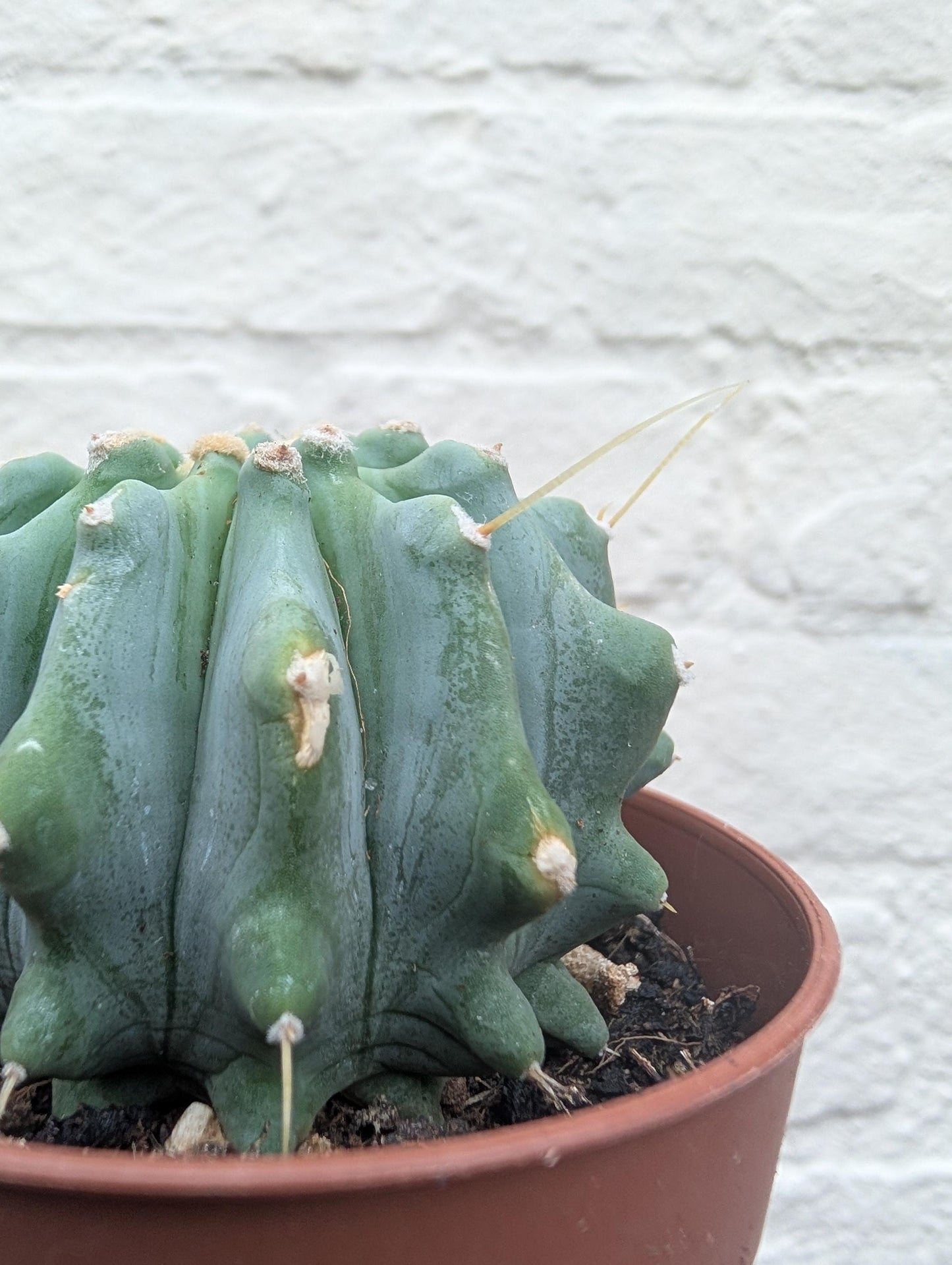 Ferocactus glaucescens v. inermis (Nude Blue Barrel Cactus)