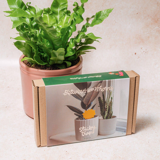 Sticky Traps for Fungus Gnats