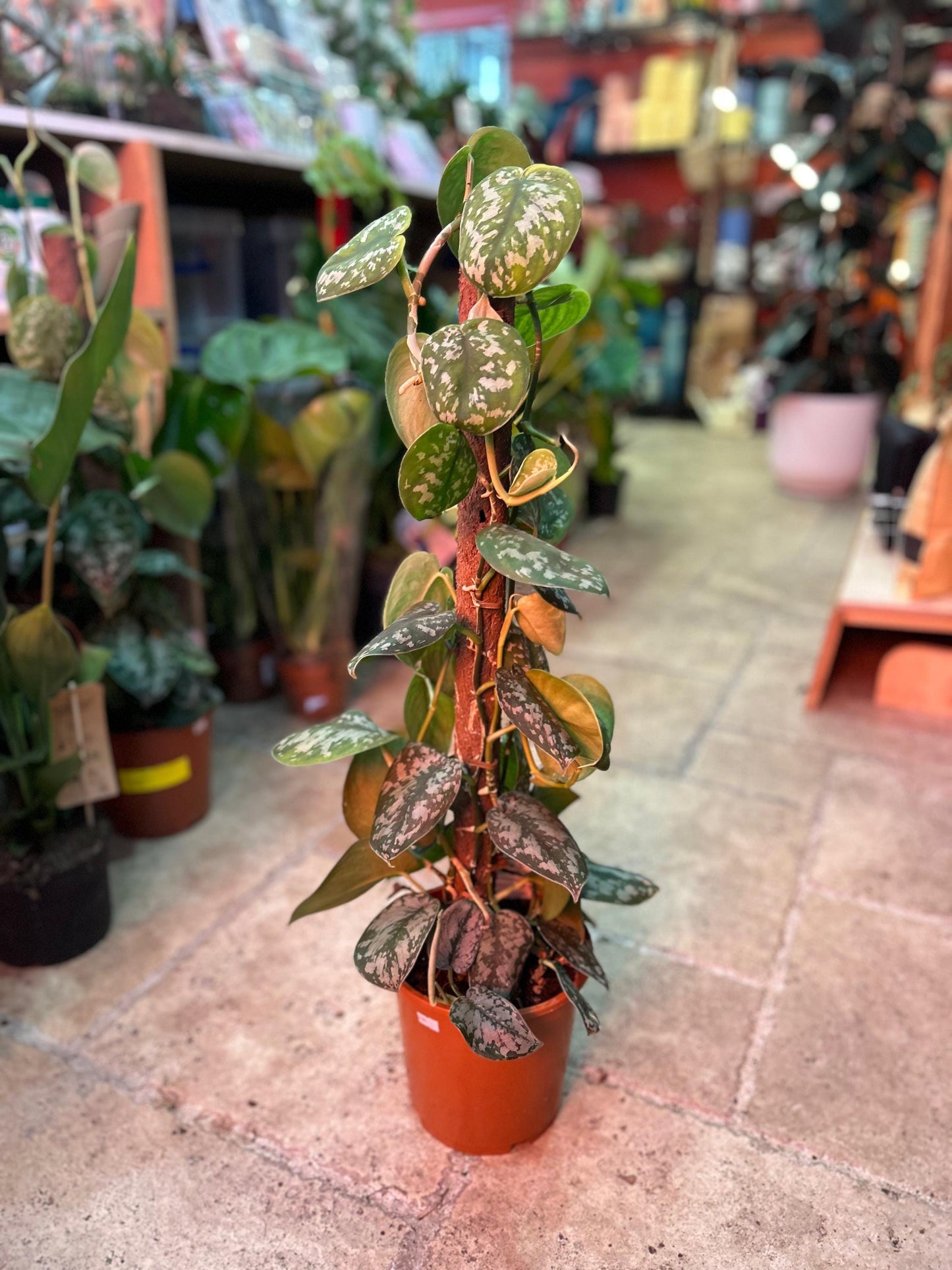 Scindapsus pictus 'Trebie' (Silver Vine Pothos)