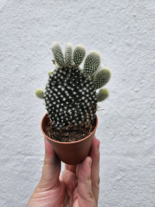 Opuntia microdasys (Bunny Ears)