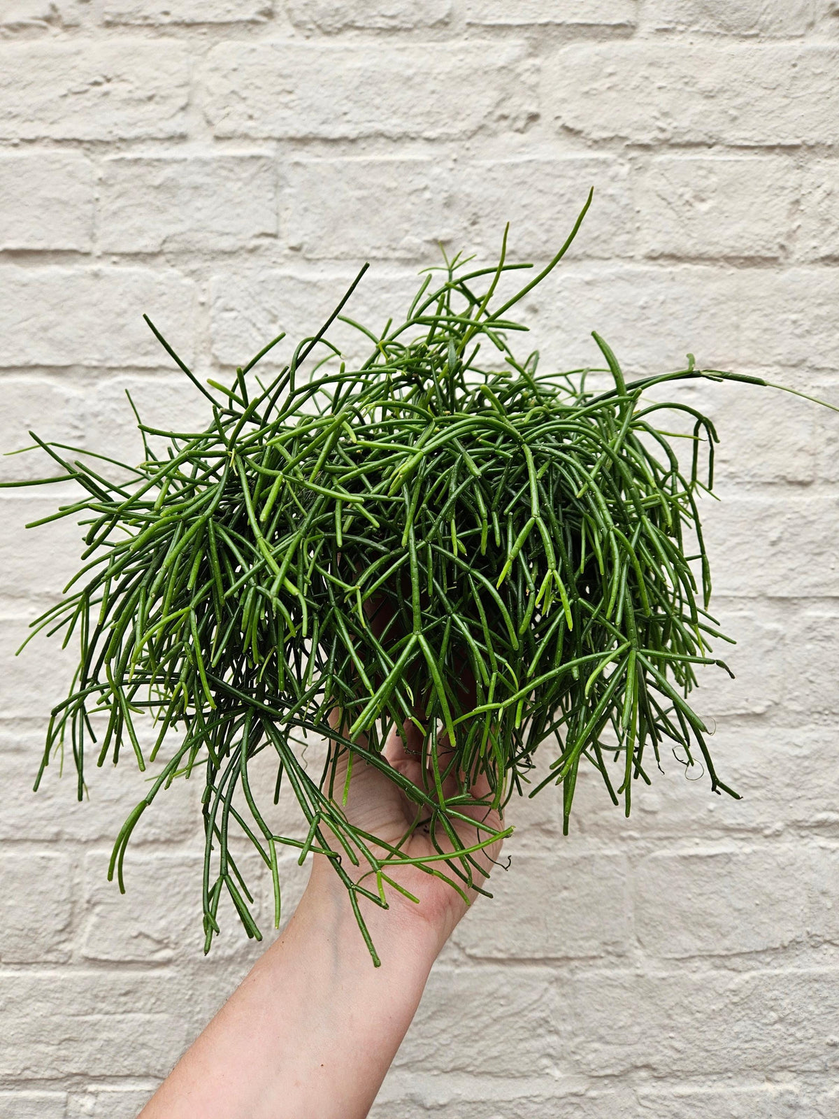 Rhipsalis baccifera 'Oasis' (Mistletoe Cactus)