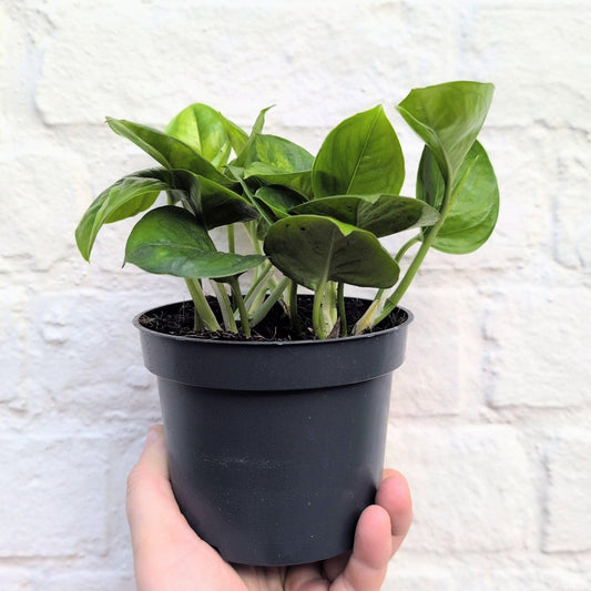 Epipremnum pinnatum 'Global Green' (Pothos)