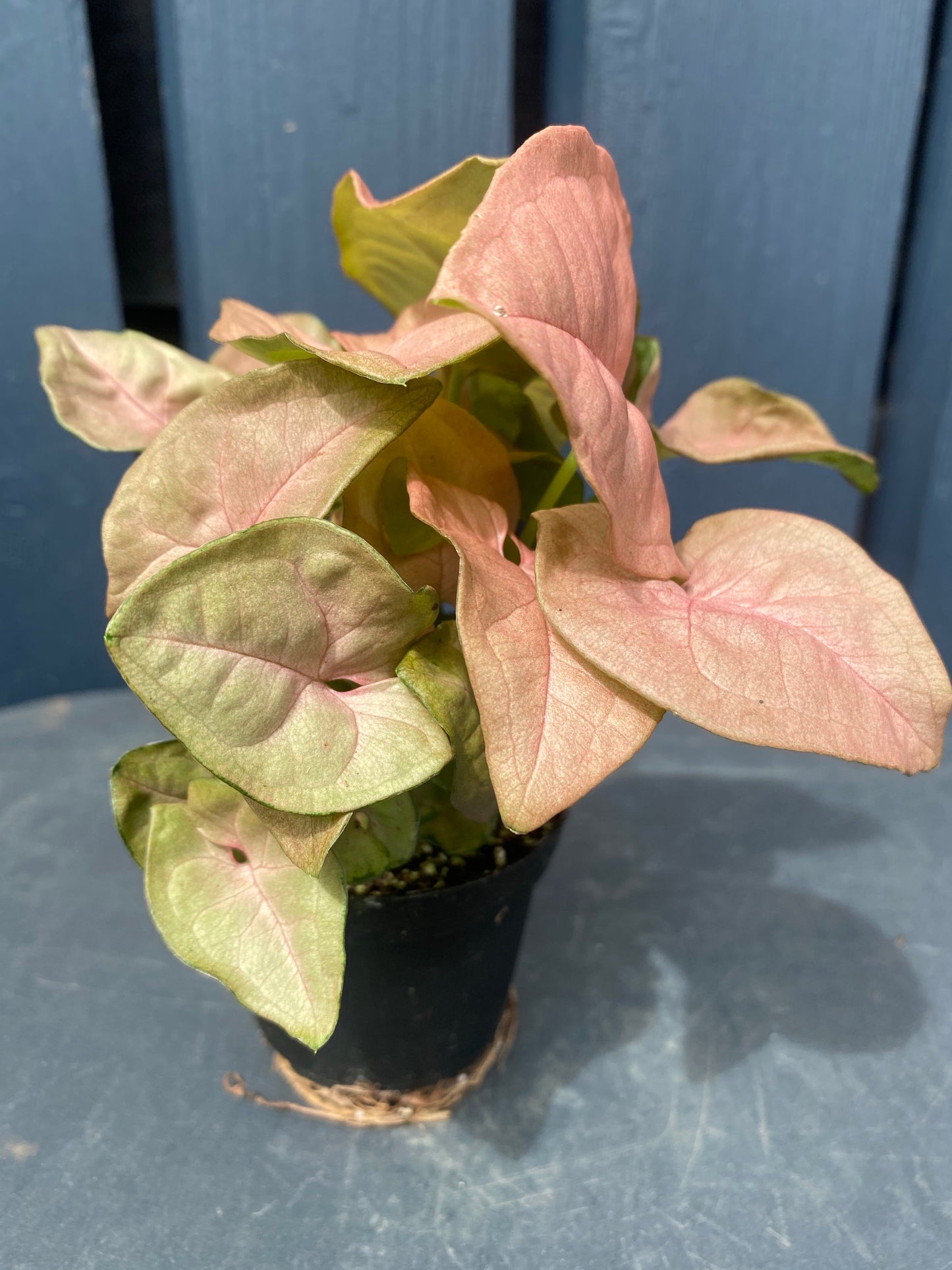 Syngonium Neon