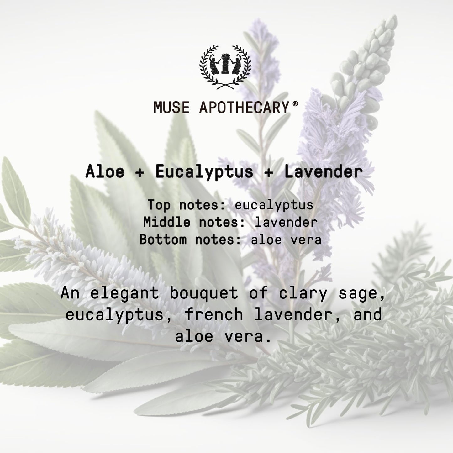 Muse Apothecary Hand Ritual – Aromatic Nourishing Hand Soap, Aloe, Eucalyptus & Lavender | 16 oz x3 Pack | USDA Biobased