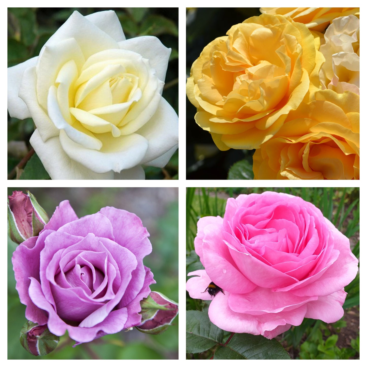 1 x Potted Rose (Our Selection) (PRE ORDER DECEMBER '25)