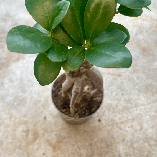Ficus microcarpa 'Ginseng'