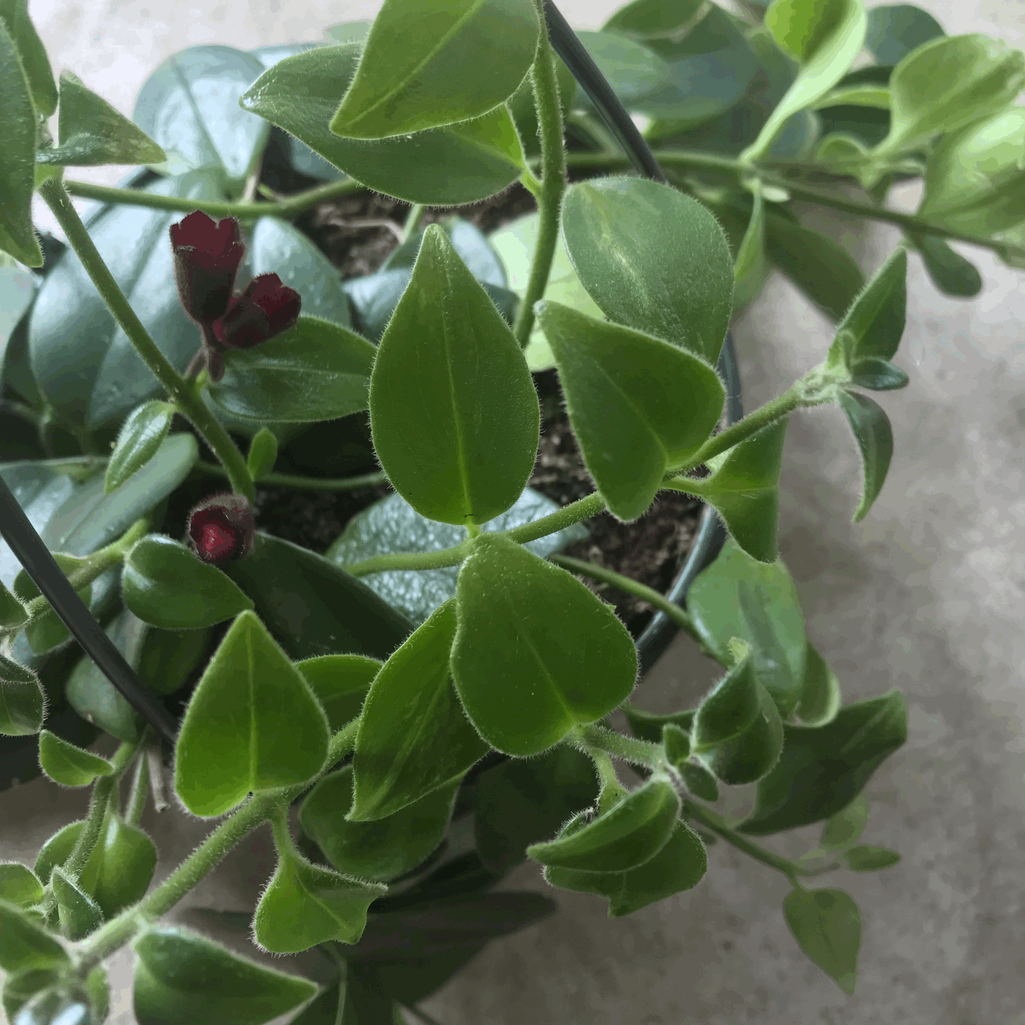Aeschynanthus 'flearly Mona Lisa' (Lipstick Plant)
