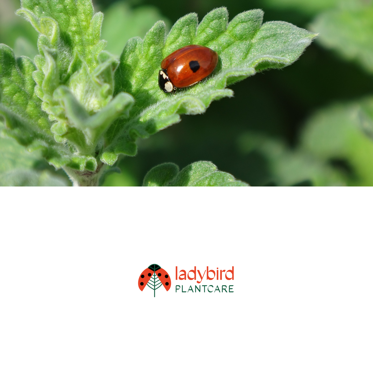 ladybirdplantcare.co.uk
