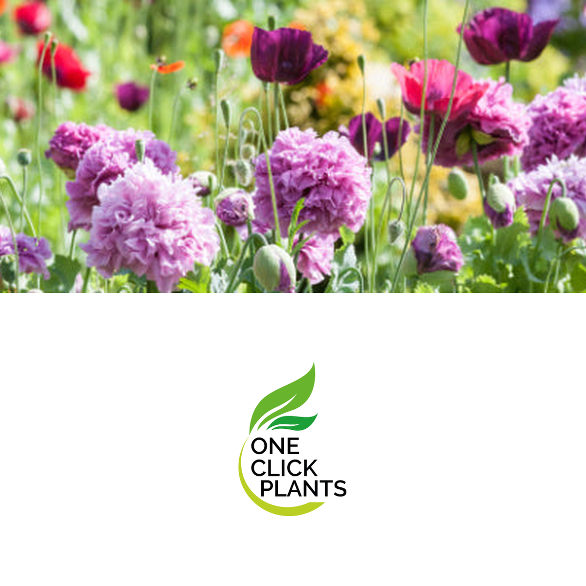 One Click Plants