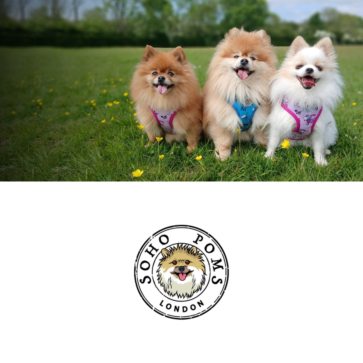 Soho Poms
