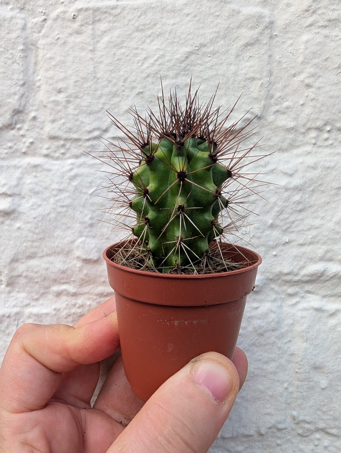 Stenocereus thurberi (Organ Pipe Cactus)