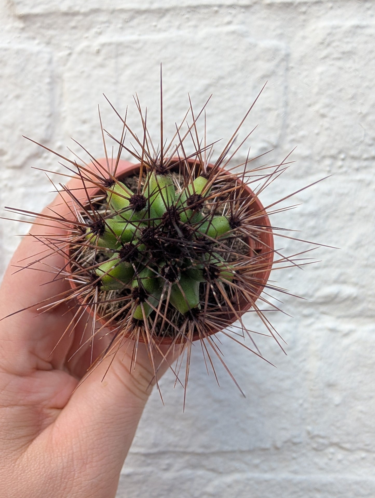Stenocereus thurberi (Organ Pipe Cactus)