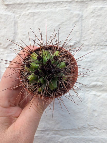 Stenocereus thurberi (Organ Pipe Cactus)