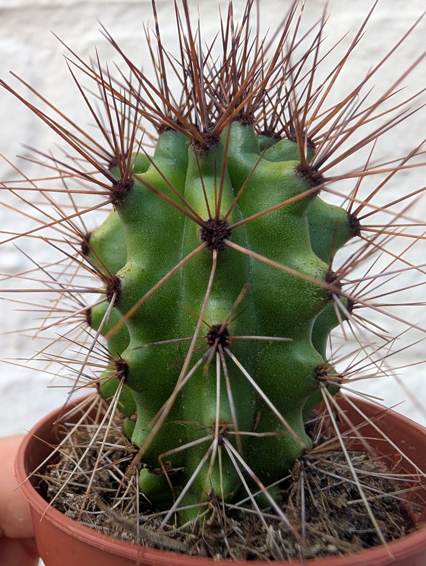 Stenocereus thurberi (Organ Pipe Cactus)
